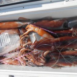 大進丸(愛知) 釣果