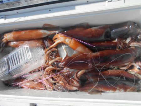 大進丸(愛知) 釣果