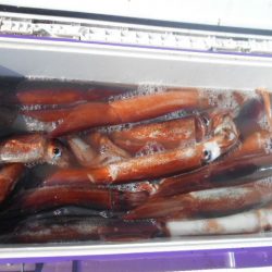 大進丸(愛知) 釣果