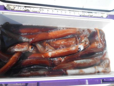 大進丸(愛知) 釣果