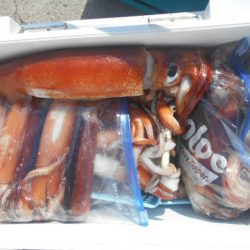 大進丸(愛知) 釣果