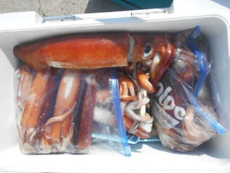 大進丸(愛知) 釣果