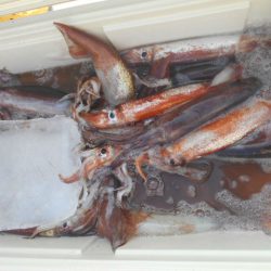 大進丸(愛知) 釣果