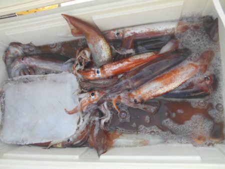 大進丸(愛知) 釣果