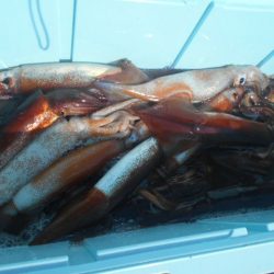 大進丸(愛知) 釣果