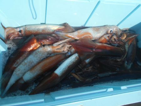 大進丸(愛知) 釣果