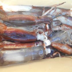 大進丸(愛知) 釣果