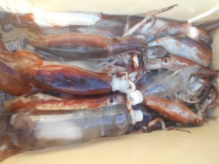 大進丸(愛知) 釣果