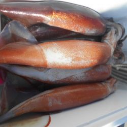 大進丸(愛知) 釣果