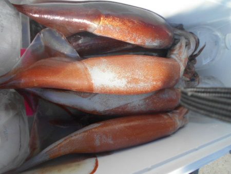 大進丸(愛知) 釣果