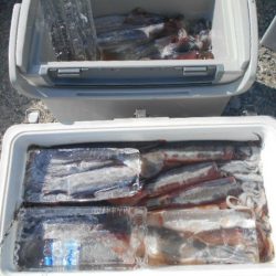 大進丸(愛知) 釣果