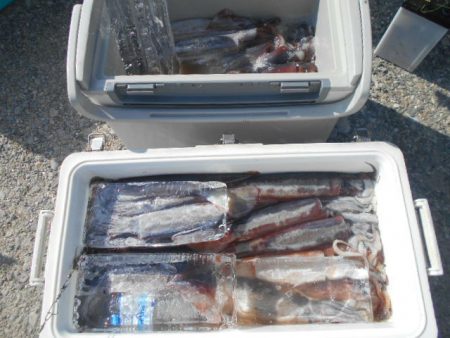 大進丸(愛知) 釣果