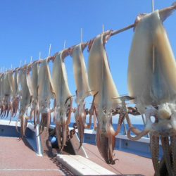 大進丸（愛知） 釣果