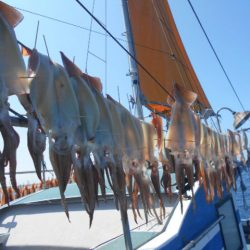 大進丸（愛知） 釣果