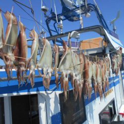 大進丸（愛知） 釣果