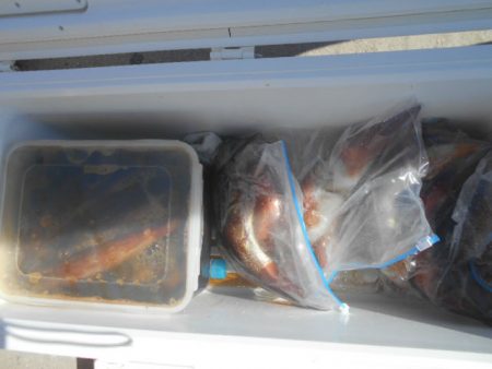 大進丸（愛知） 釣果