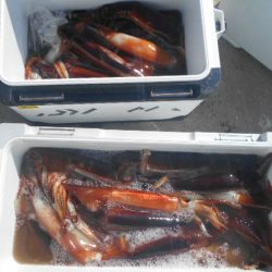 大進丸（愛知） 釣果