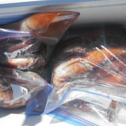 大進丸（愛知） 釣果