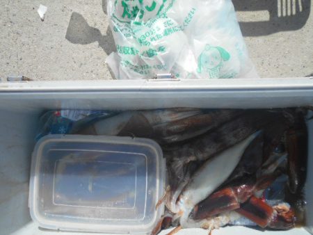 大進丸（愛知） 釣果