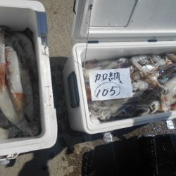 大進丸（愛知） 釣果