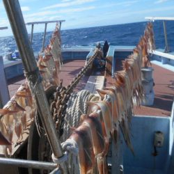 大進丸(愛知) 釣果