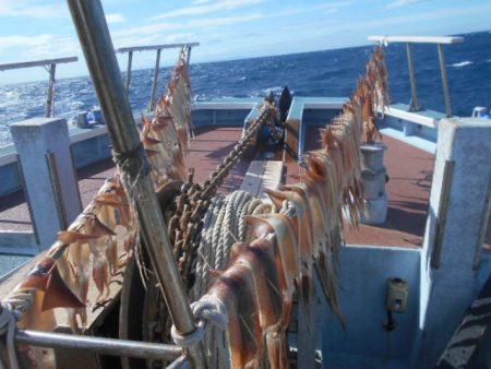 大進丸(愛知) 釣果