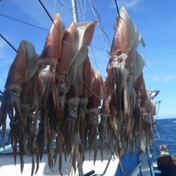 大進丸(愛知) 釣果