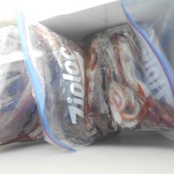 大進丸(愛知) 釣果