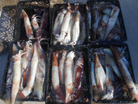 大進丸(愛知) 釣果