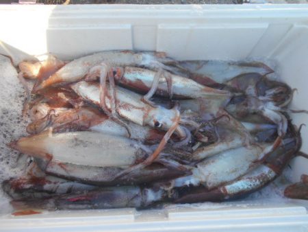 大進丸(愛知) 釣果