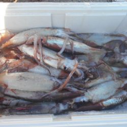 大進丸(愛知) 釣果