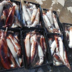 大進丸(愛知) 釣果