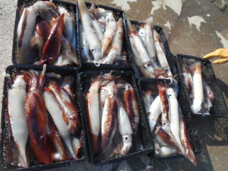 大進丸(愛知) 釣果