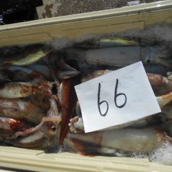 大進丸(愛知) 釣果