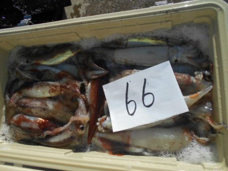 大進丸(愛知) 釣果