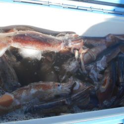 大進丸(愛知) 釣果