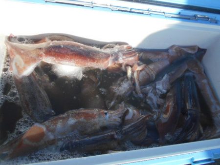 大進丸(愛知) 釣果