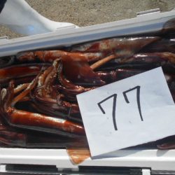 大進丸(愛知) 釣果