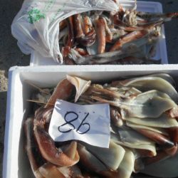 大進丸(愛知) 釣果