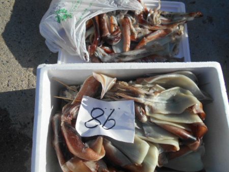 大進丸(愛知) 釣果