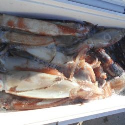 大進丸(愛知) 釣果