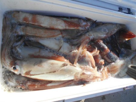 大進丸(愛知) 釣果