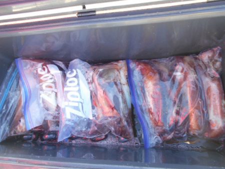 大進丸(愛知) 釣果