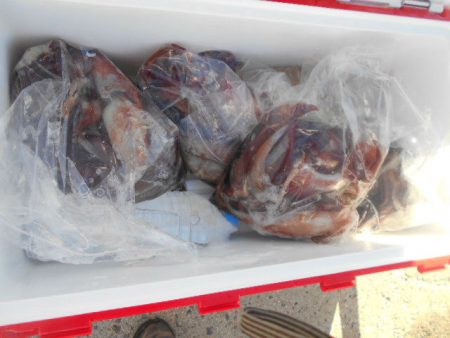 大進丸(愛知) 釣果