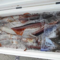 大進丸（愛知） 釣果