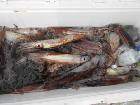 大進丸（愛知） 釣果