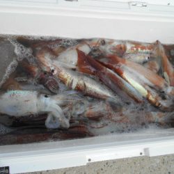 大進丸（愛知） 釣果