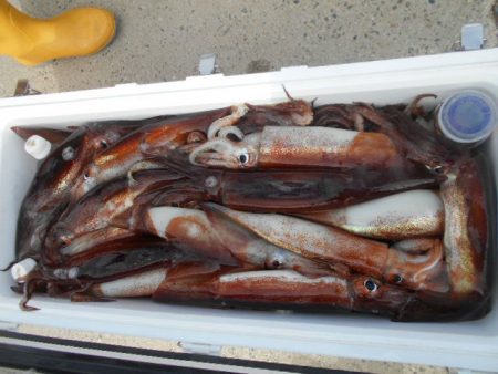 大進丸（愛知） 釣果