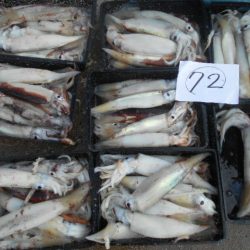 大進丸（愛知） 釣果