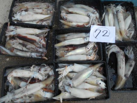 大進丸（愛知） 釣果